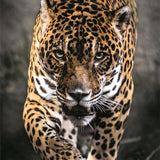 Clementoni Jaguar på jakt 1000 Brikker 50x70cm